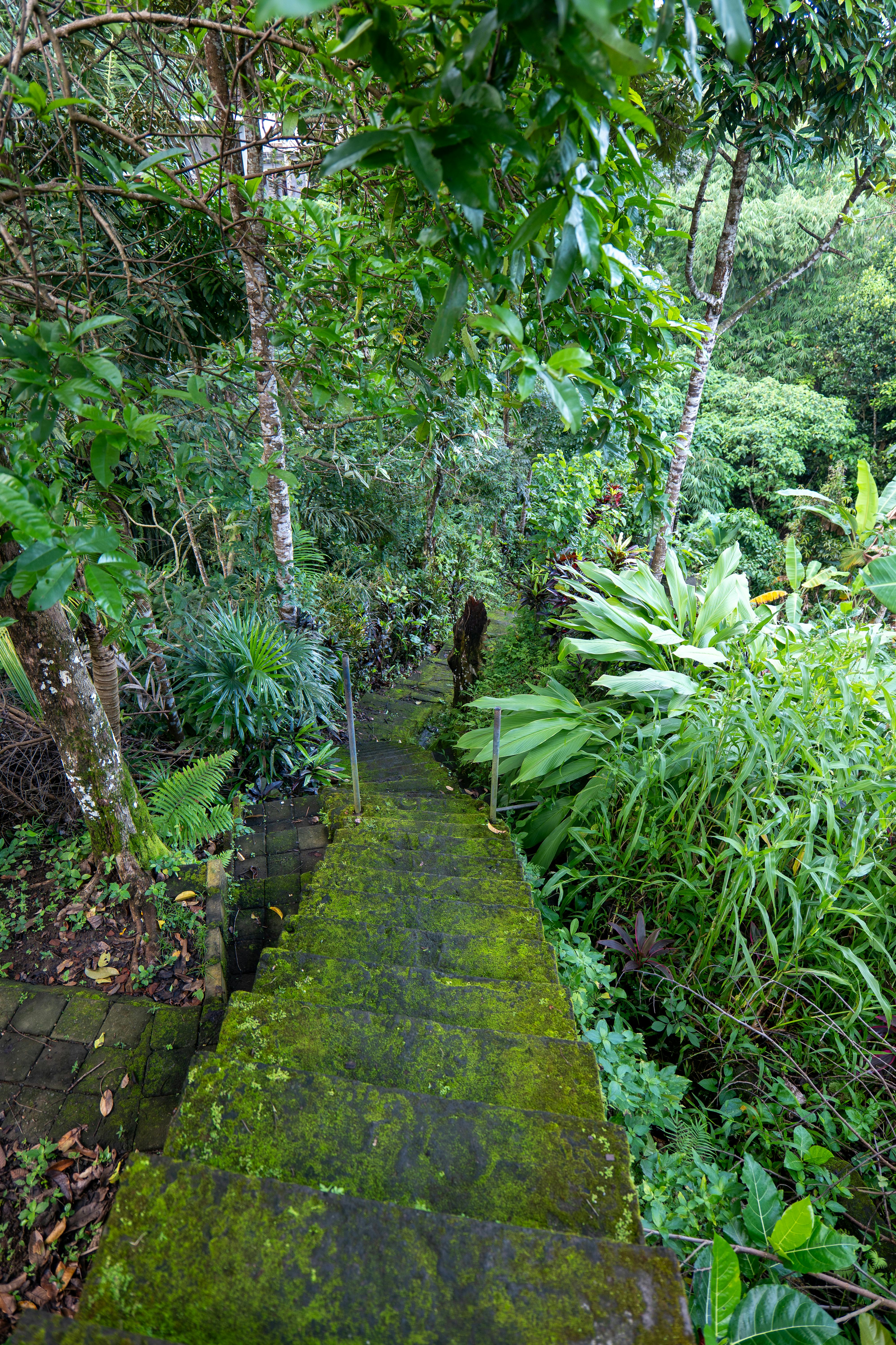 escalier à Ubud Bali